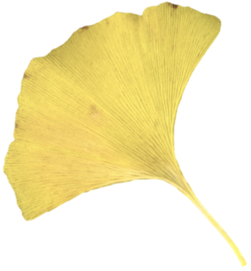 Yellow gingko leaf