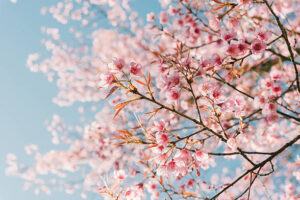 Stock image of pink cherry blossom tree against light blue sky
