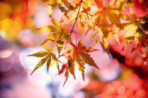 Close-up of maple leaves changing color in fall