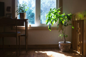 A desk and a green houseplant next to a window where sunlight streams in