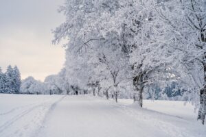 Snow-covered road lined with trees where every stick and branch is covered with snow